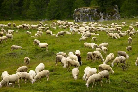 Sheep Stock Photos
