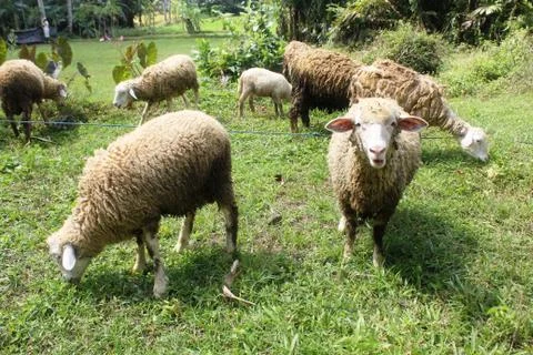 Sheep Stock Photos