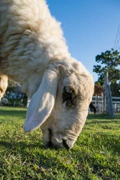 Sheep Stock Photos