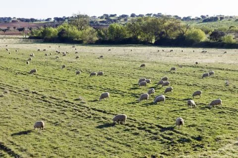 Sheep Stock Photos