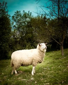 Sheep Stock Photos
