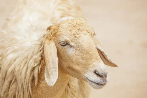 Sheep Stock Photos