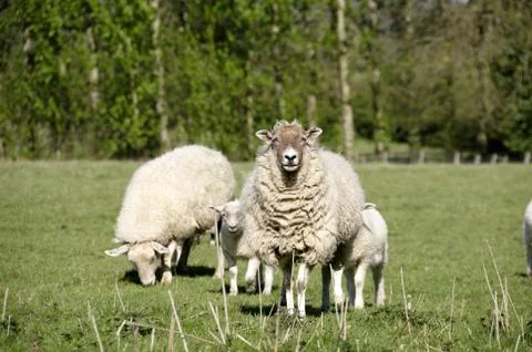 Sheep Stock Photos