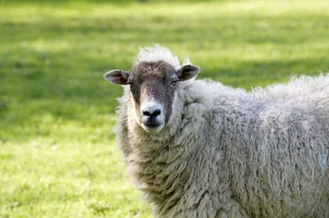 Sheep Stock Photos