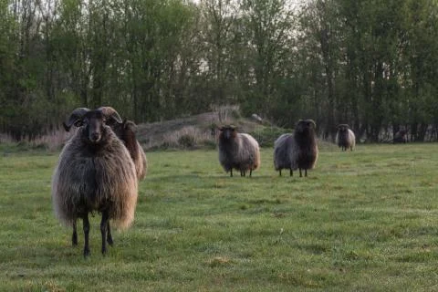 Sheep Stock Photos