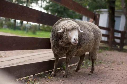 Sheep Stock Photos