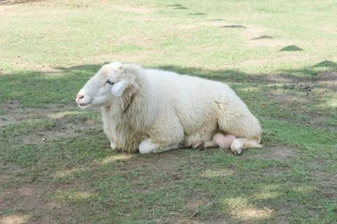 Sheep Stock Photos