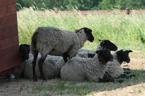 Sheep Foto stock