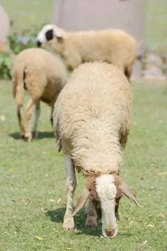 Sheep Stock Photos