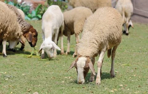 Sheep Stock Photos