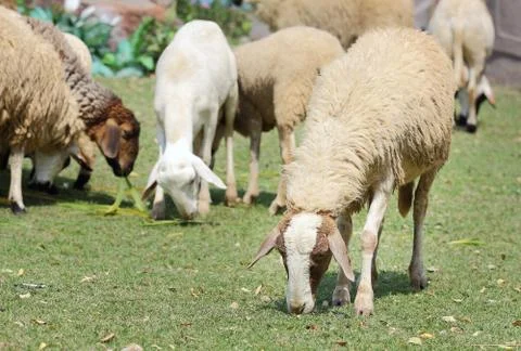 Sheep Stock Photos
