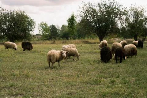 Sheep Photos
