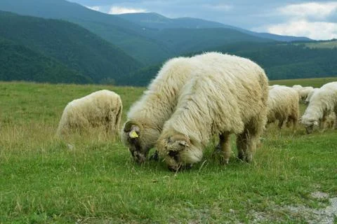 Sheep Stock Photos