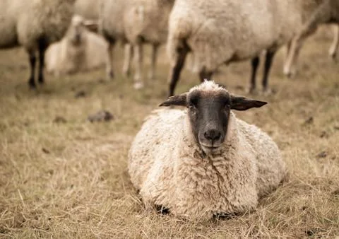 Sheep Stock Photos