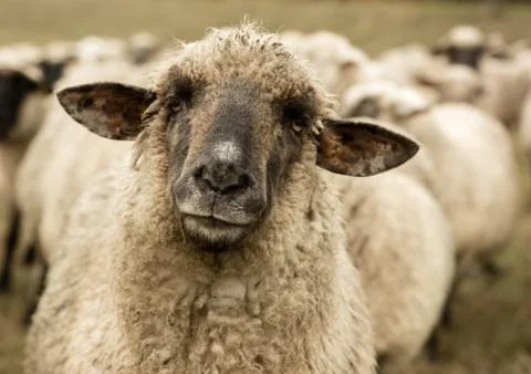 Sheep Stock Photos