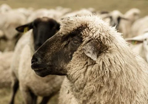 Sheep Stock Photos