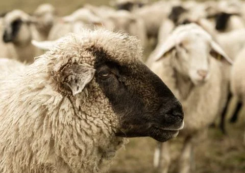 Sheep Stock Photos