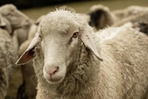 Sheep Stock Photos
