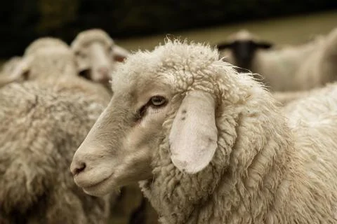 Sheep Stock Photos