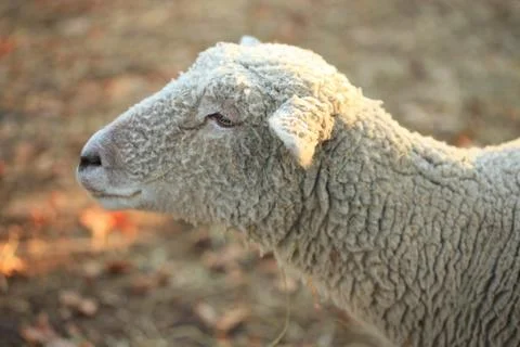 Sheep Stock Photos