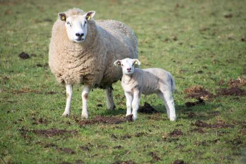Sheep Fotos de archivo