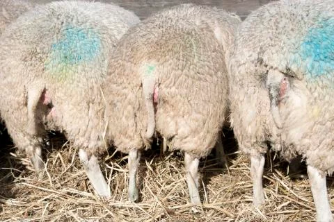 Sheep Stock Photos