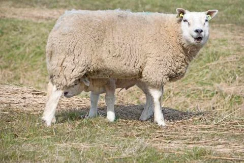 Sheep Photos