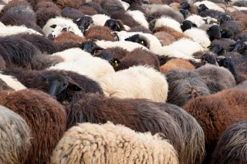 Sheep Stock Photos