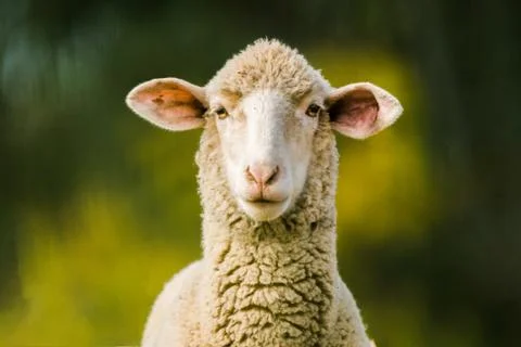 Sheep Foto stock