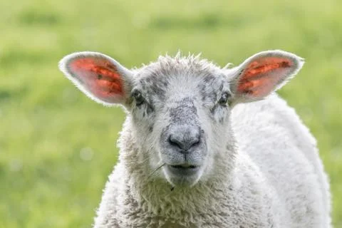 Sheep Stock Photos