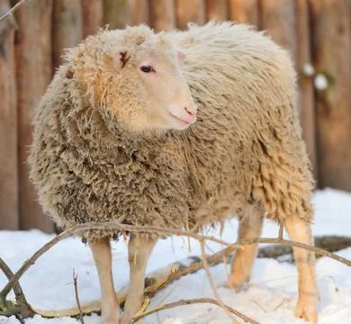 Sheep Stock Photos