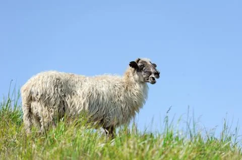 Sheep Foto stock