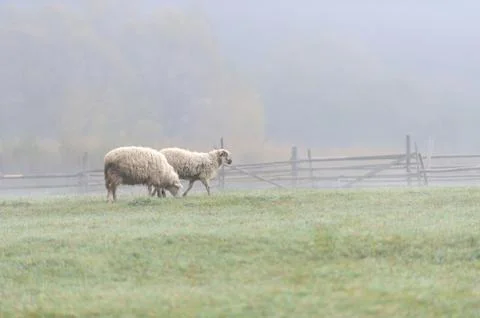 Sheep Stock Photos