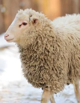 Sheep Stock Photos