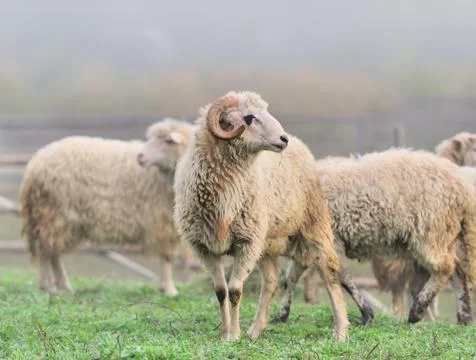 Sheep Stock Photos
