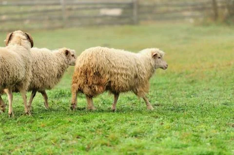 Sheep Stock Photos