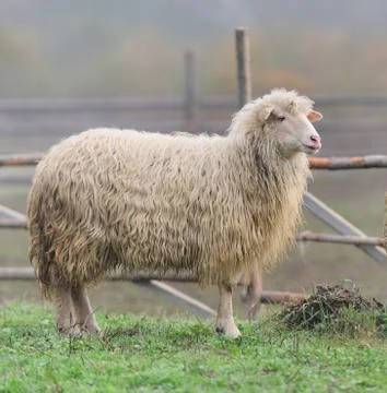 Sheep Stock Photos