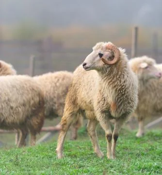 Sheep Stock Photos