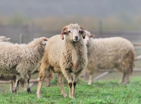 Sheep Stock Photos