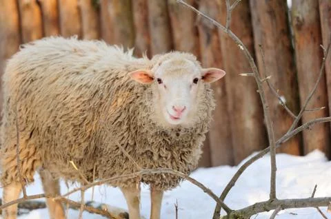Sheep Stock Photos