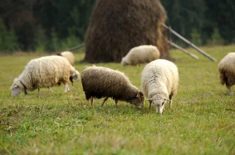 Sheep Stock Photos