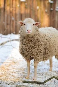 Sheep Stock Photos