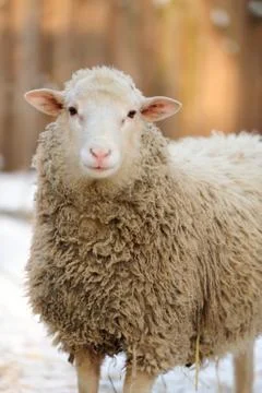 Sheep Stock Photos