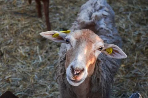 SHEEP Stock Photos