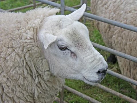 Sheep. Stock Photos
