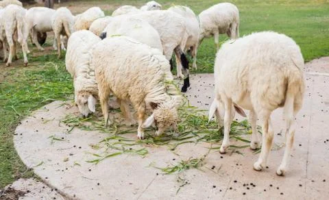 Sheep Stock Photos