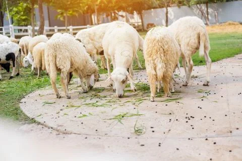 Sheep Stock Photos