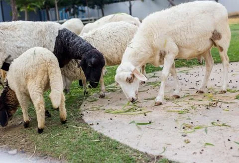 Sheep Stock Photos