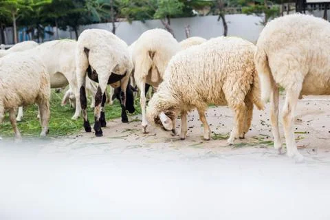 Sheep Stock Photos