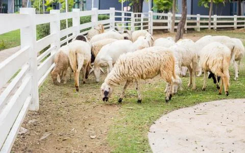 Sheep Stock Photos